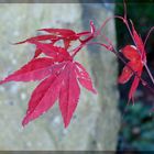 herbstliches ROT