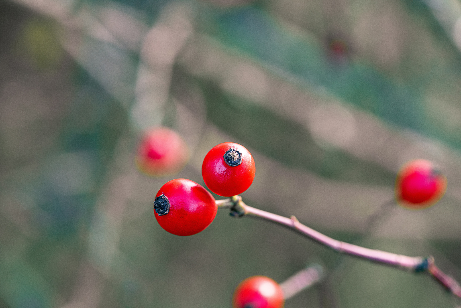 Herbstliches rot