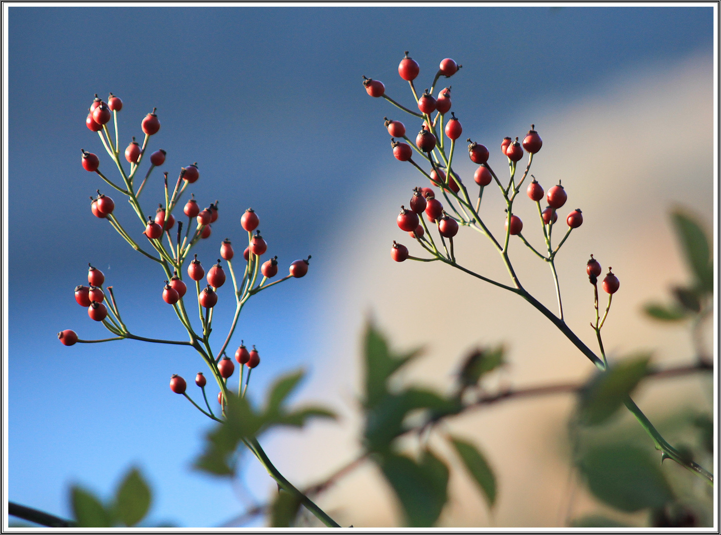 Herbstliches Rot