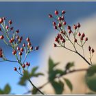 Herbstliches Rot