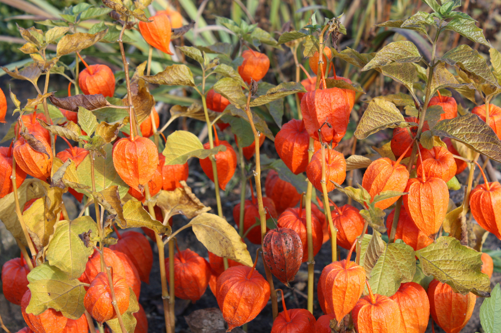 Herbstliches Rot