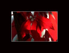 - herbstliches Rot -