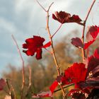 Herbstliches Rot