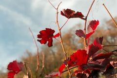 Herbstliches Rot