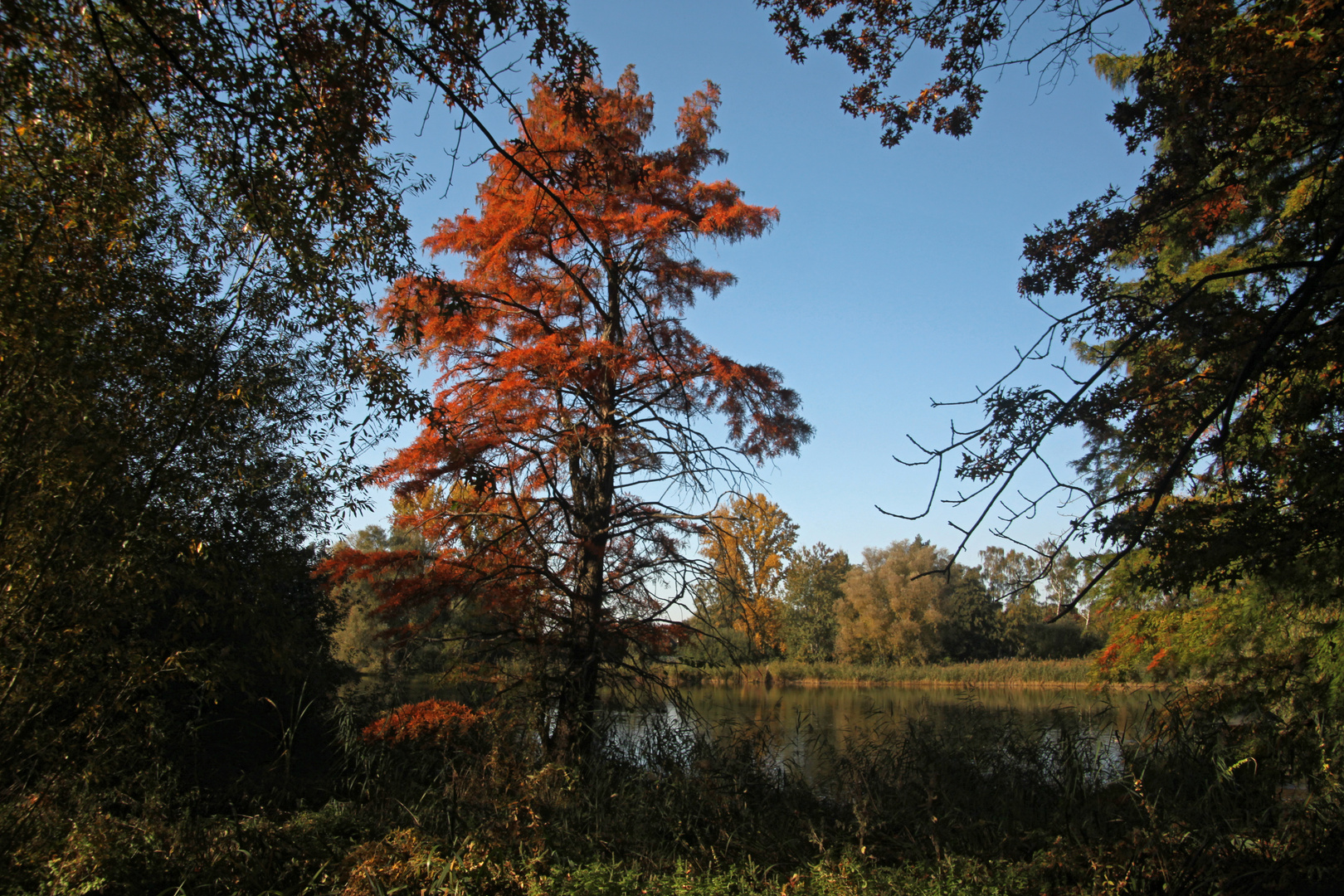 Herbstliches Rot