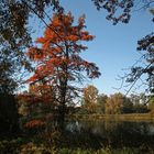 Herbstliches Rot