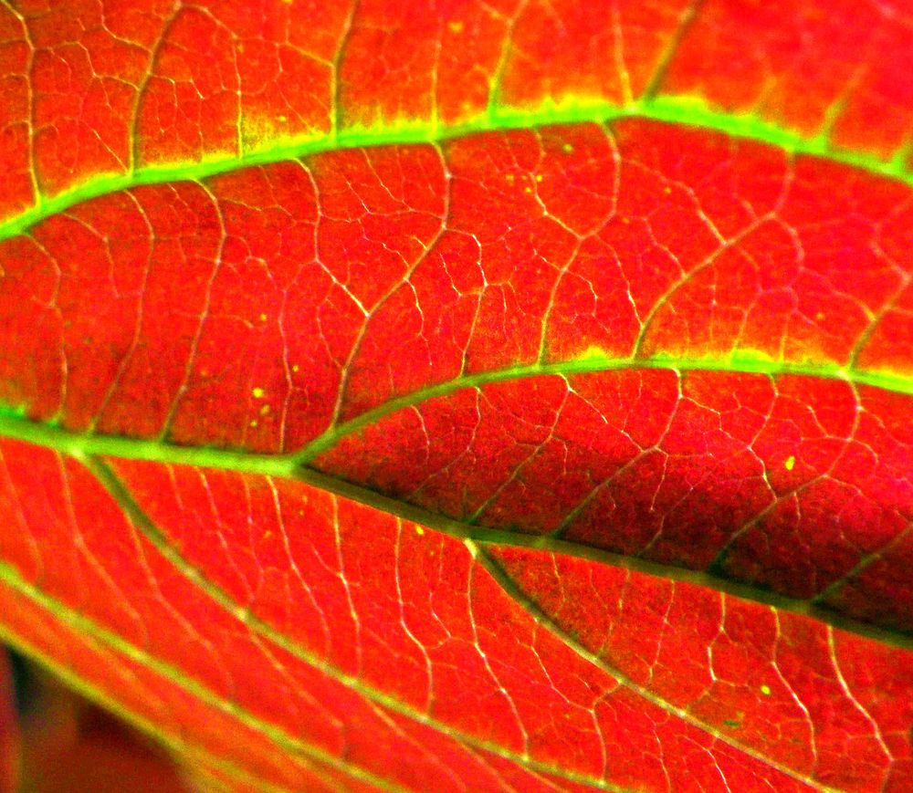 Herbstliches rot-grün.....