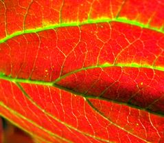 Herbstliches rot-grün.....