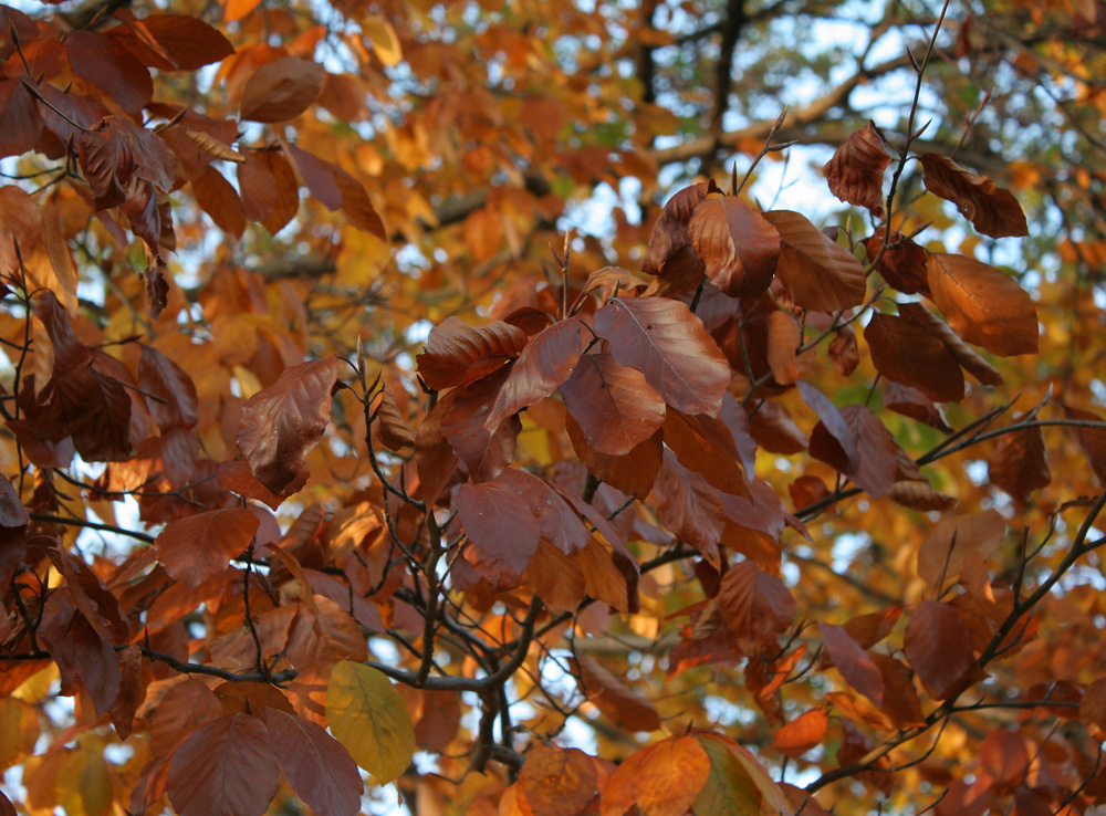 Herbstliches Rotbuchenlaub