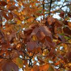 Herbstliches Rotbuchenlaub