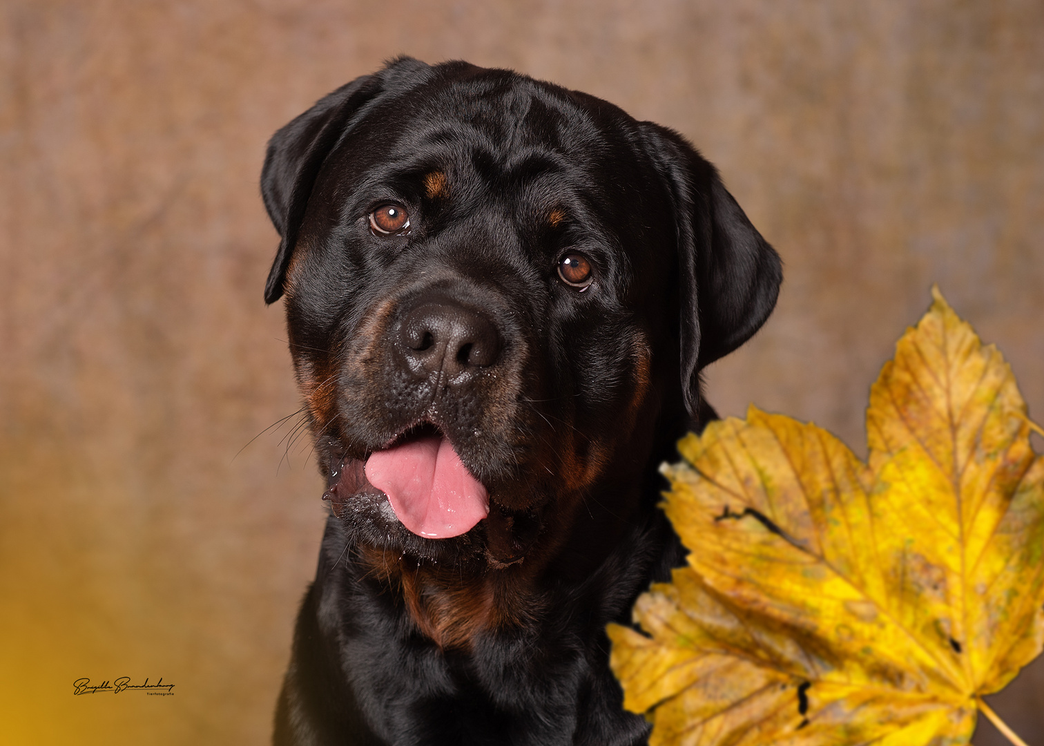 Herbstliches Rottweiler Portrait 