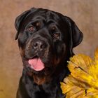 Herbstliches Rottweiler Portrait 