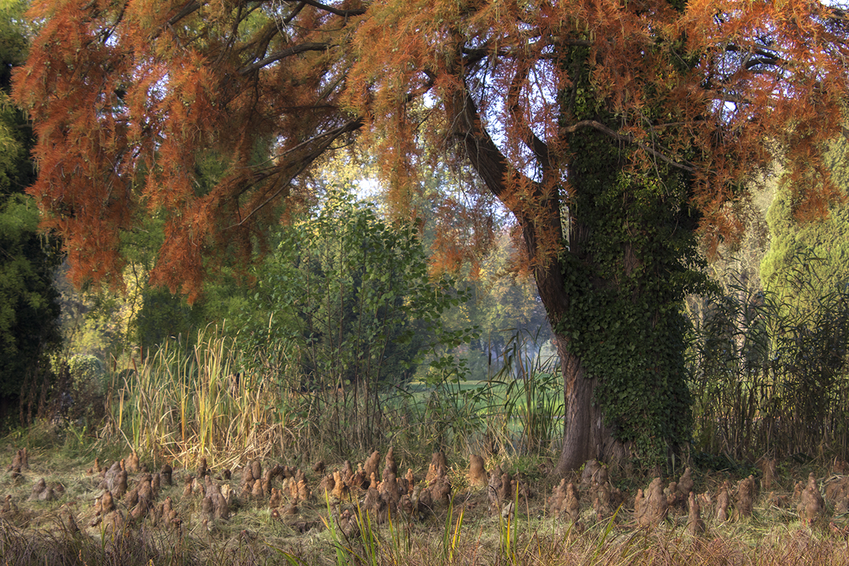 herbstliches Sanssouci_02