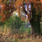 herbstliches Sanssouci_02