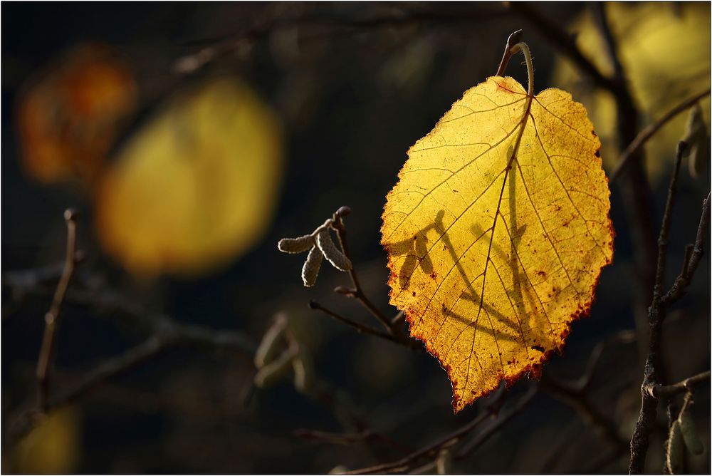 Herbstliches Schattenspiel