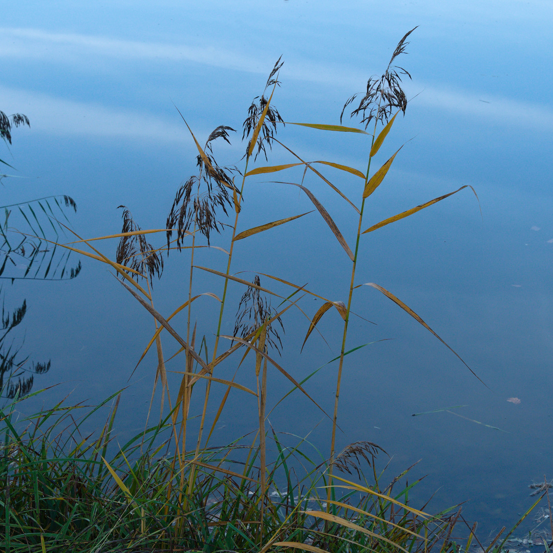 Herbstliches Schilf