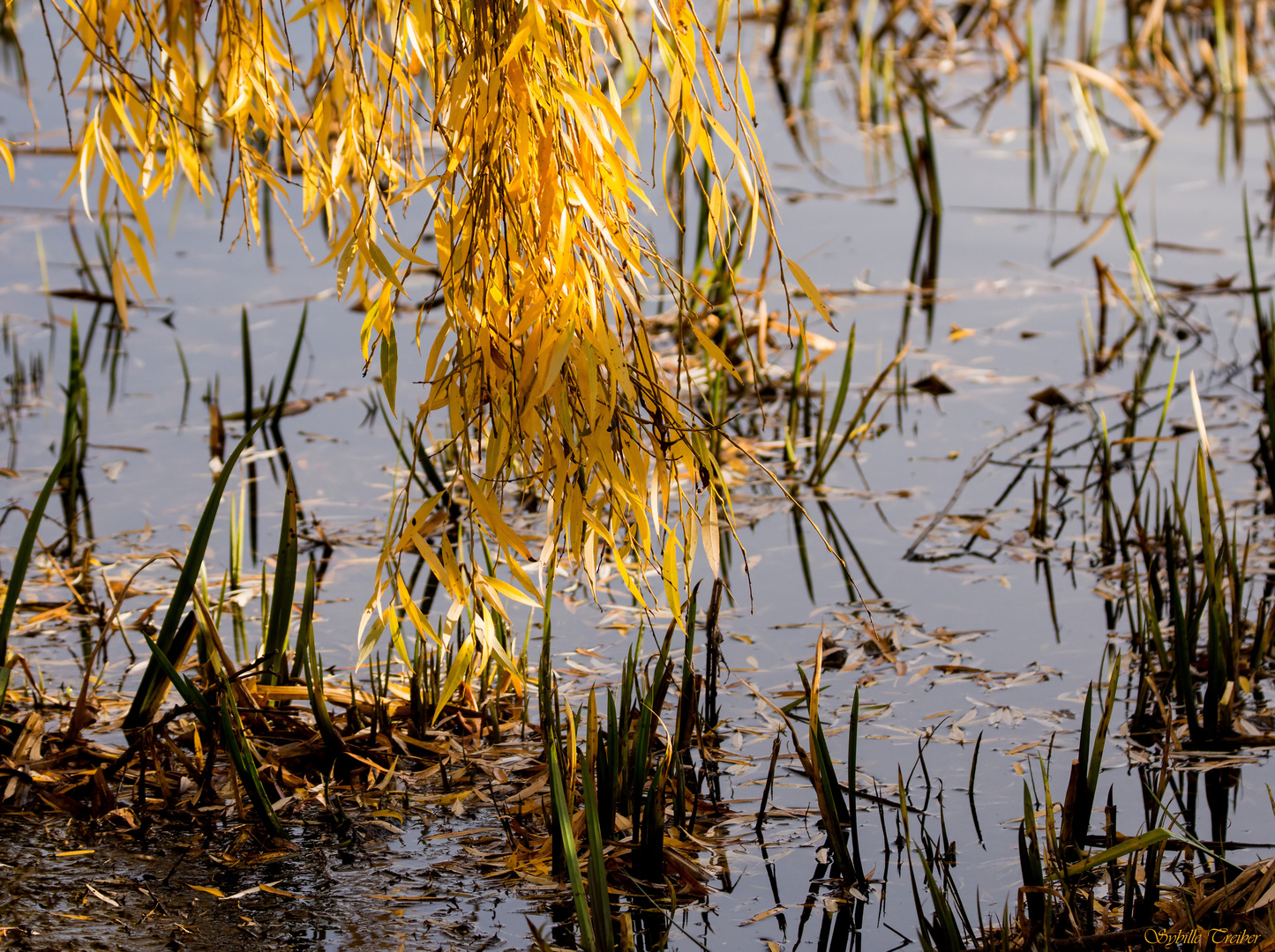 Herbstliches Seeufer