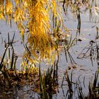 Herbstliches Seeufer