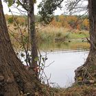 Herbstliches Seeufer