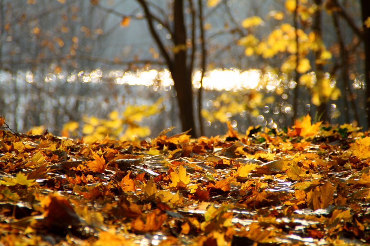 Herbstliches Seeufer