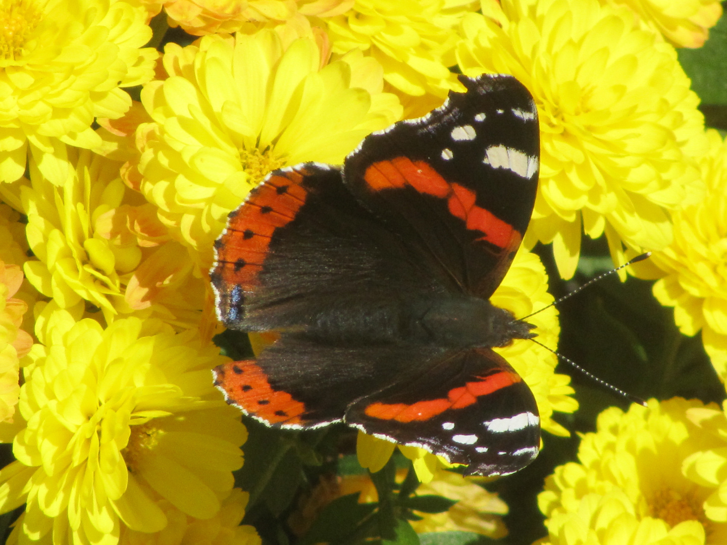 Herbstliches Sonnenbad