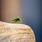 Herbstliches Sonnenbad