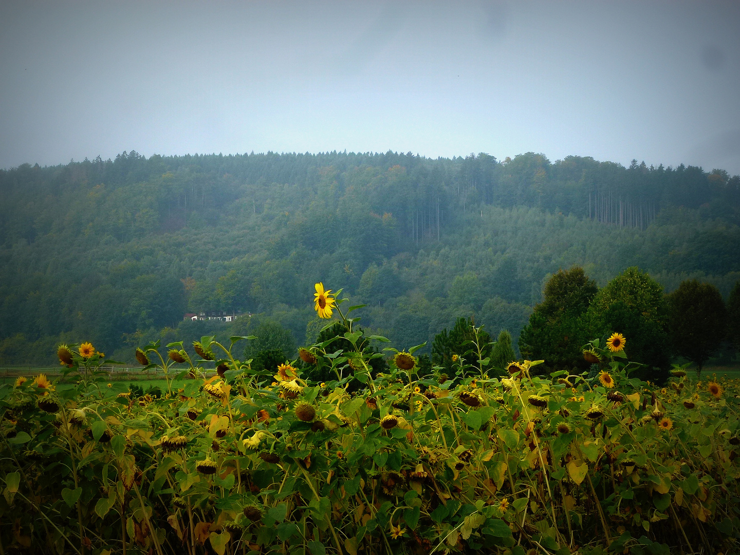 -Herbstliches Sonnenblumenfeld...Ende der Blüte-