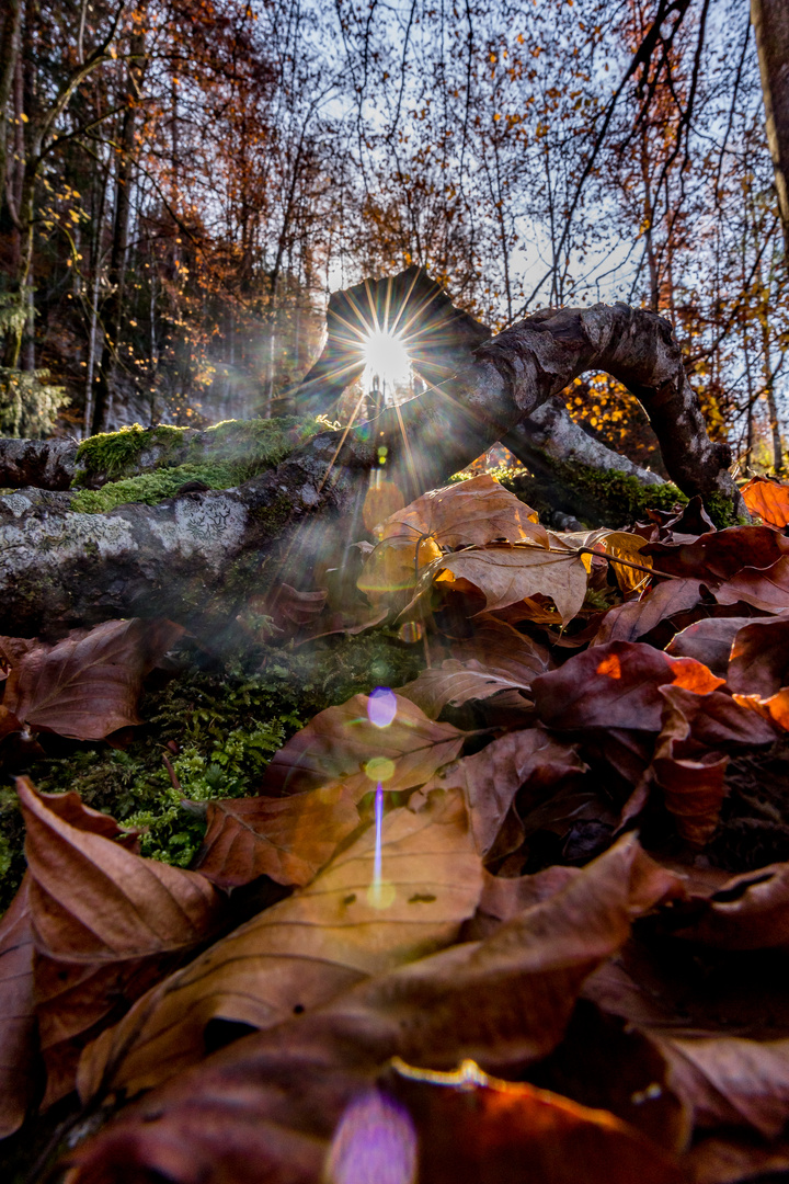 Herbstliches Sonnenlicht