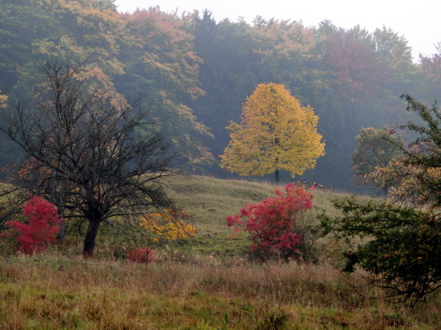 Herbstliches Sonnenlicht im Nebelkleid