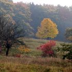 Herbstliches Sonnenlicht im Nebelkleid