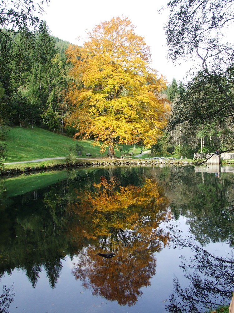 Herbstliches Spiegelbild