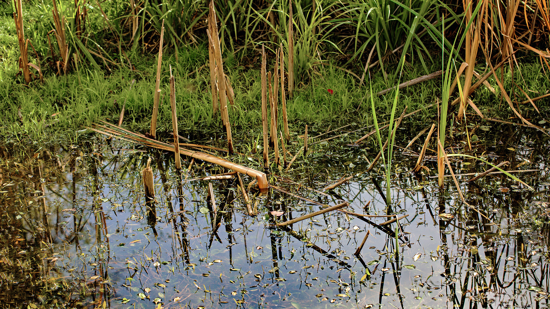 Herbstliches Spiegelbild