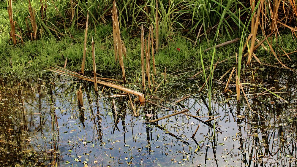 Herbstliches Spiegelbild