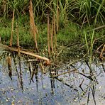 Herbstliches Spiegelbild