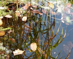 Herbstliches Spiegelbild im Teich.