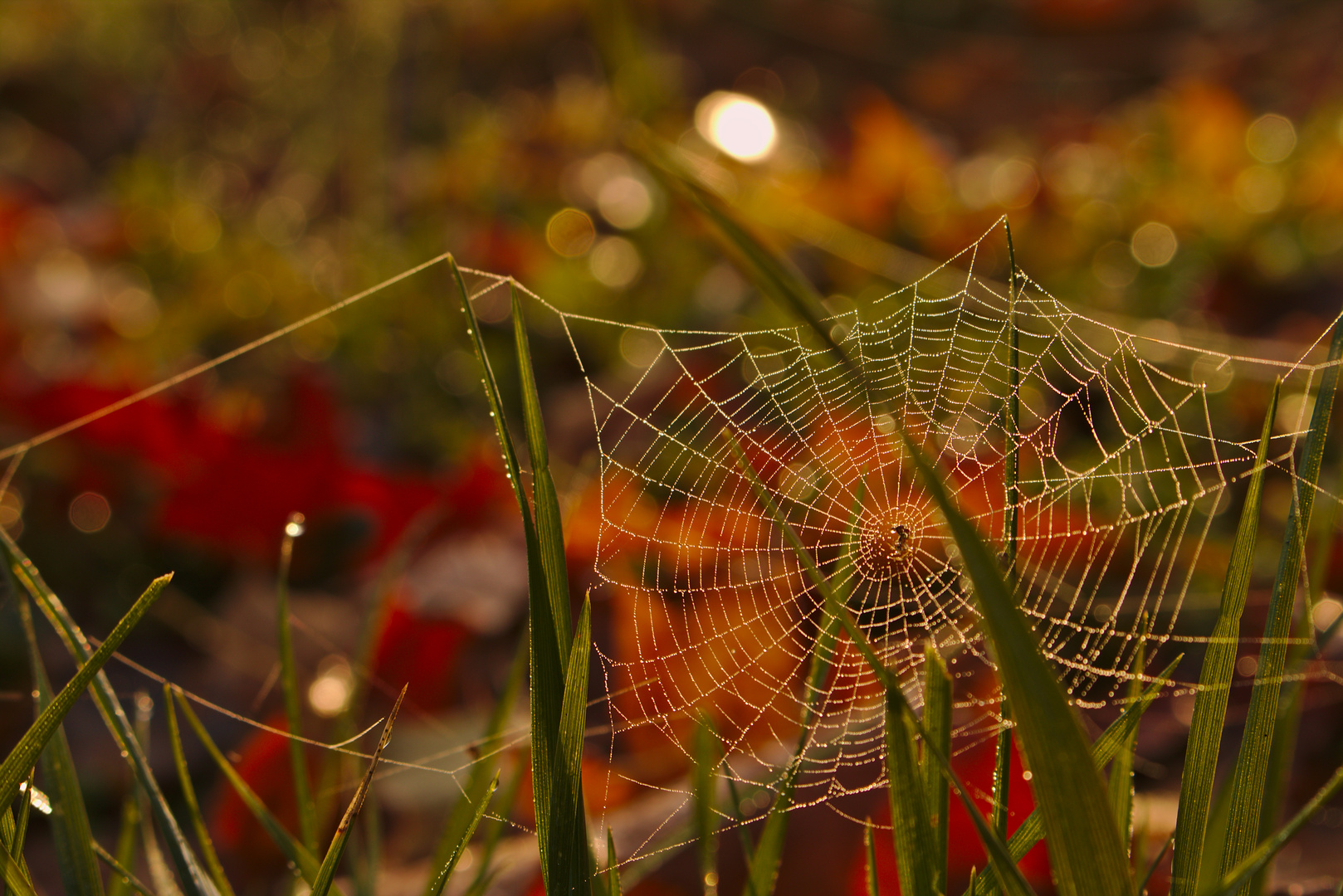 Herbstliches Spinnennetz