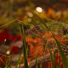 Herbstliches Spinnennetz