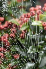 herbstliches Spinnennetz