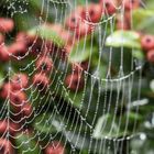 herbstliches Spinnennetz