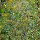 Herbstliches Spinnennetz ; Keiner zuhause.