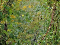 Herbstliches Spinnennetz ; Keiner zuhause.