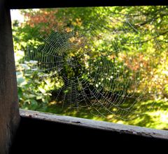 herbstliches Spinnennnetz.. 