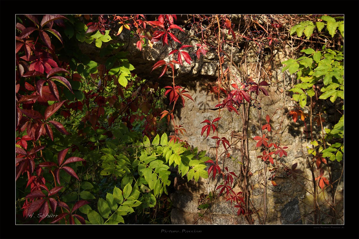 Herbstliches Steintor