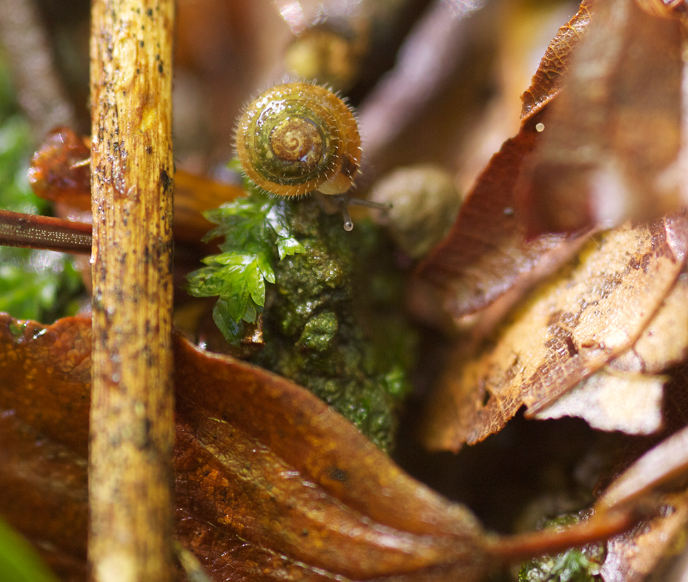 Herbstliches Stilleben