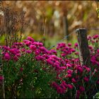 herbstliches Stilleben