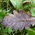 Herbstliches Stilleben