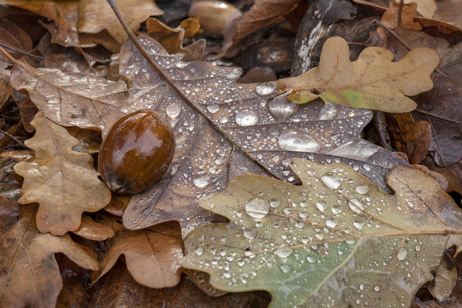 Herbstliches Stillleben