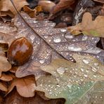 Herbstliches Stillleben