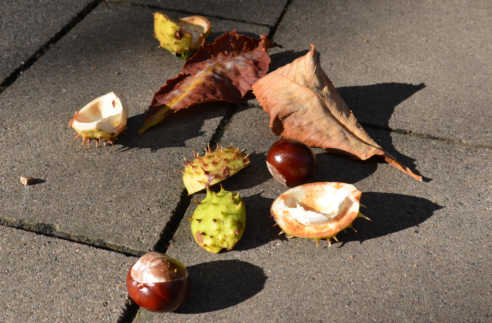 Herbstliches Stillleben