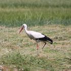 Herbstliches, Storch auf der Wiese in Stonecity 3/10